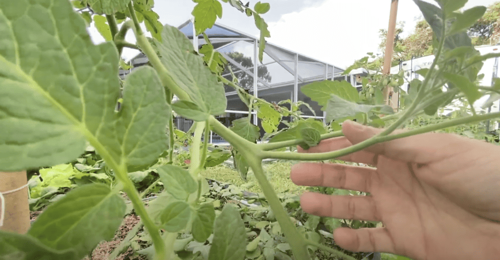 tomato plant sucker